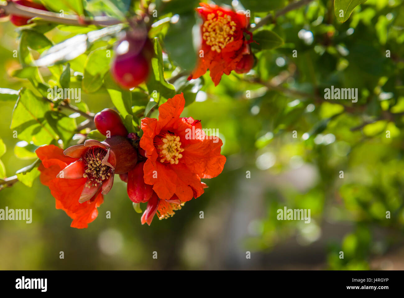 Pomegranate in blossom in botanica Blooming pomegranate Stock Photo Alamy