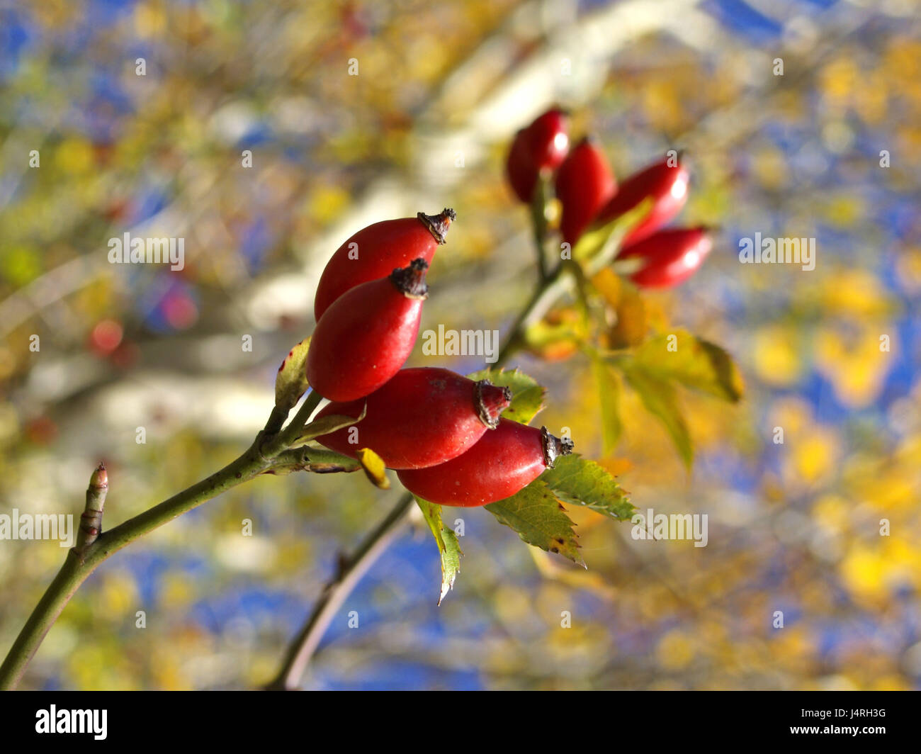 Rose hips in autumn, blur, Stock Photo