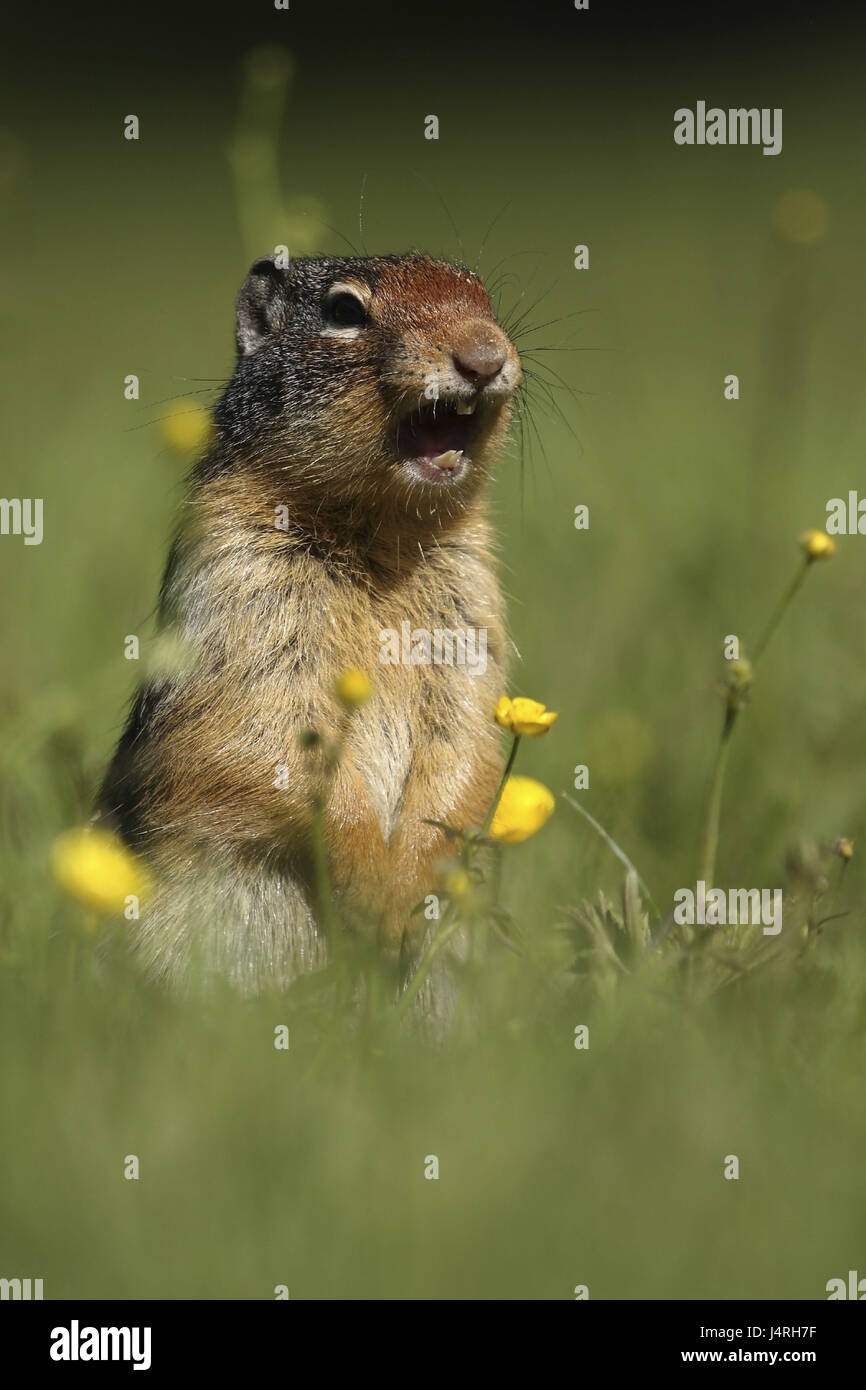 Gophers, Columbia Ground Squirrel, Spermophilus columbianus, stand, shout, warn, meadow, Schärfentiefenverlauf, Canada, North America, Rockies, Alberta, Banff Nationwide park, Stock Photo