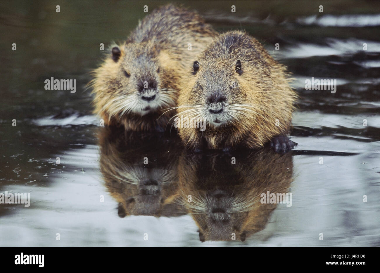 Nutria, beavers, Myocastor coypus, marsh beavers, tail beavers, tail rat, Coypu, water rat, adult, full-grown, nature, Wildlife, animals, wild animal, mammal, mammal, Mammalia, rodent, Rodentia, beaver, Neozoon, clean, scratch, clean, watchfully, river, sweetly, drolly, tourist attraction, Auswilderung, diurnal, behaviour, prey, fur animal, Peltier's breeding, water, brook, unkemptly, shaggy, itches, fur care, care, Germany, Thuringia, hall field, to hall, Stock Photo