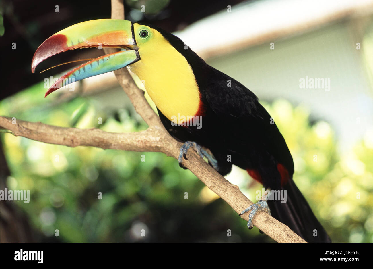 Toucan, rainbow toucan, Ramphastos sulfuratus, adult, full-grown, fishing toucan, nature, Wildlife, animal, wild animal, bird, ave, woodpecker birds, Piciformes, toucan, at the side, watchfully, watchfulness, colourful, brightly, colourfully, nicely, look out hold, at view, look, long beak, America, Central America, Costa Rica, Uvita, Stock Photo