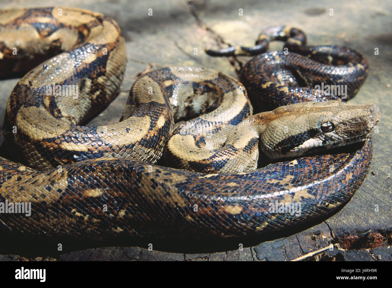 Epicrates cenchria, Regenbogenboa, full-grown, adult, nature, Wildlife, animal, wild animal, reptile, queue, Boa, Würgeschlange, camouflage, scales, fluorescent, danger, dangerously, fear, phobia, brightly, nicely, colourfully, America, Central America, Costa Rica, La Cruz, Stock Photo