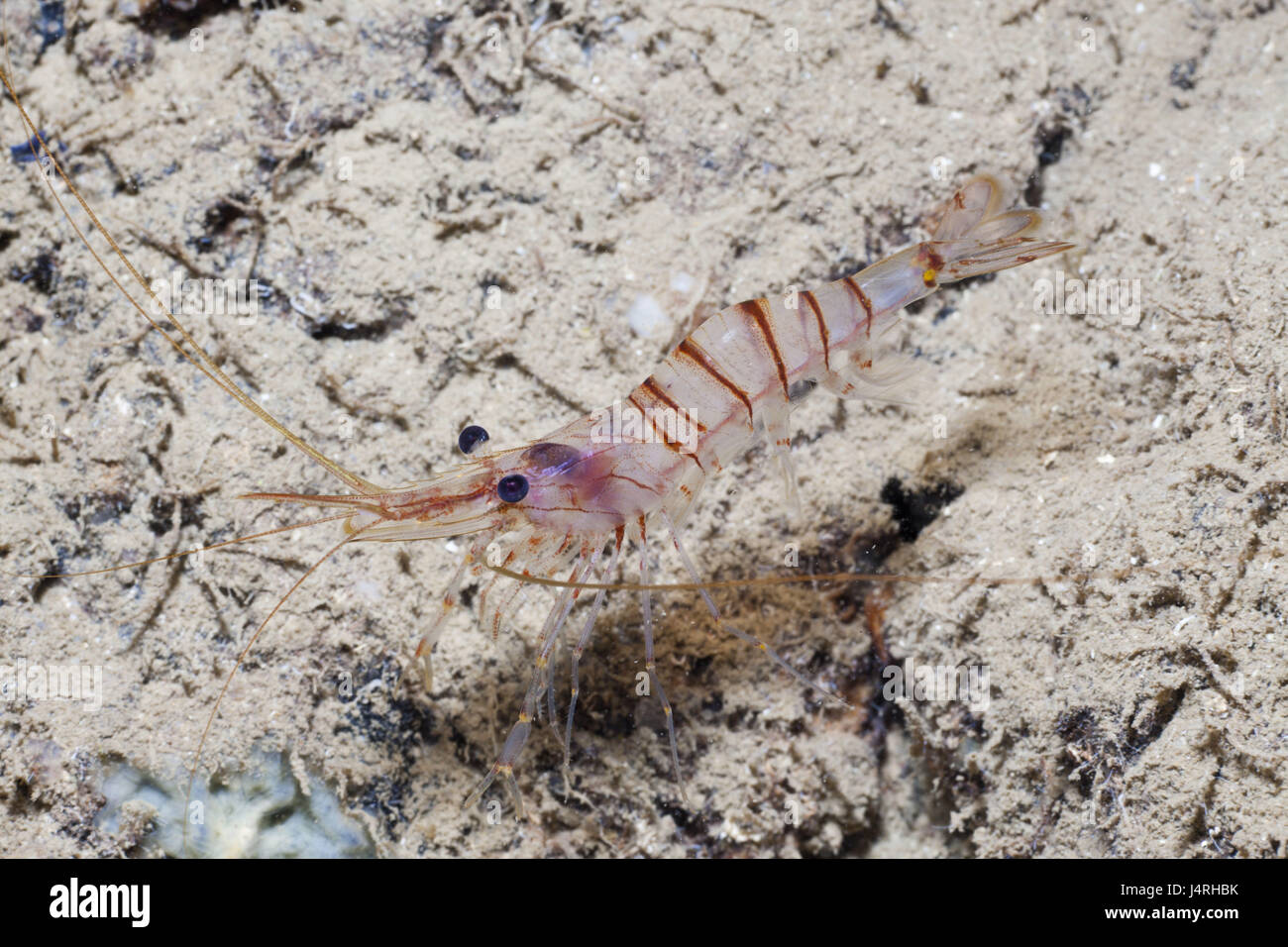 Big rock shrimp, Palaemon serratus, seabed, Stock Photo