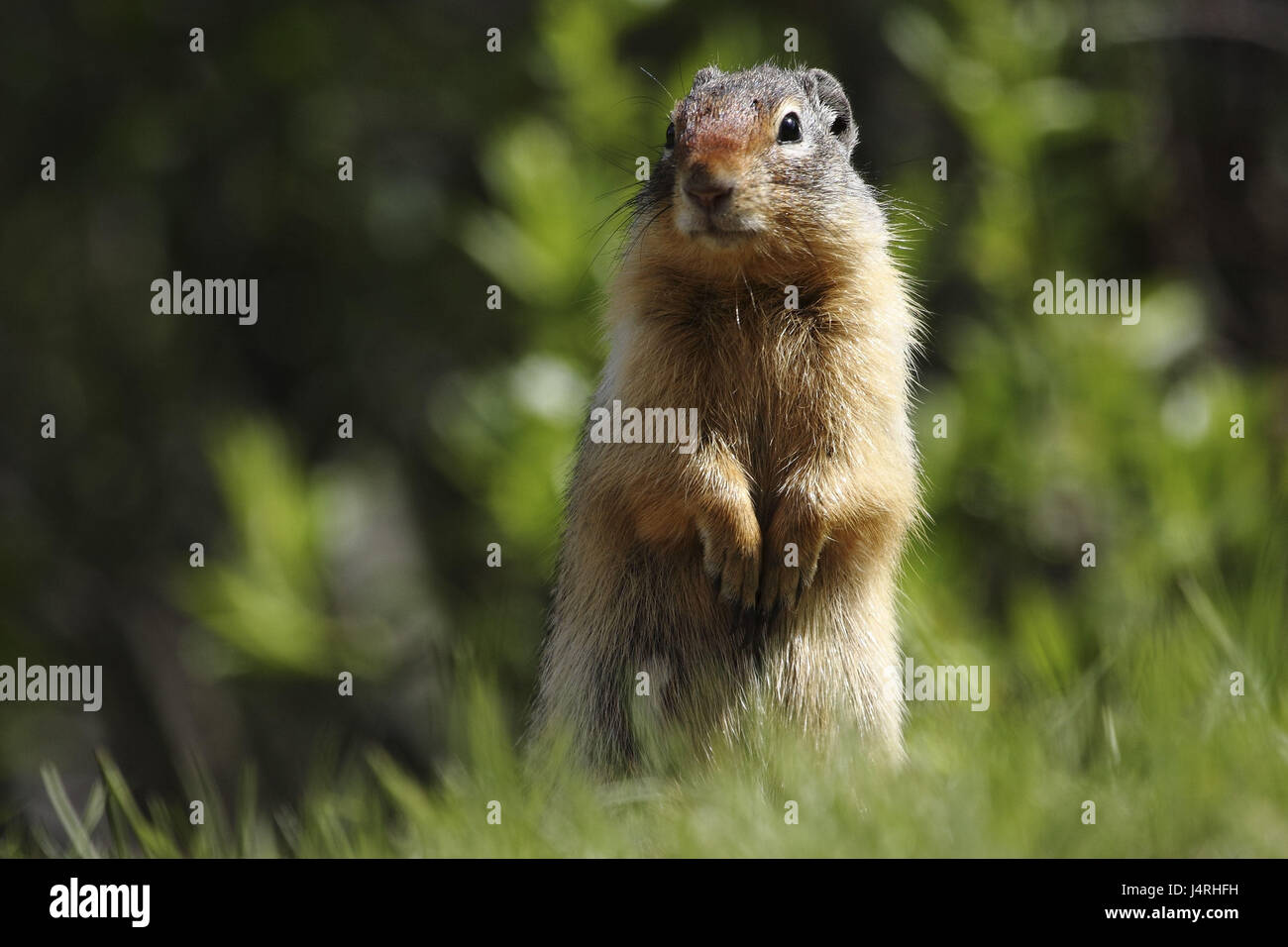 Gophers, Columbia Ground Squirrel, Spermophilus columbianus, alto animal, vertical on meadow, Stock Photo