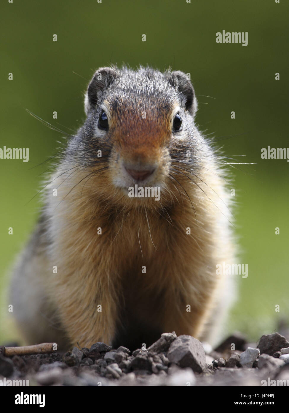 Gophers, Columbia Ground Squirrel, Spermophilus columbianus, alto animal, seated on gravel, Stock Photo