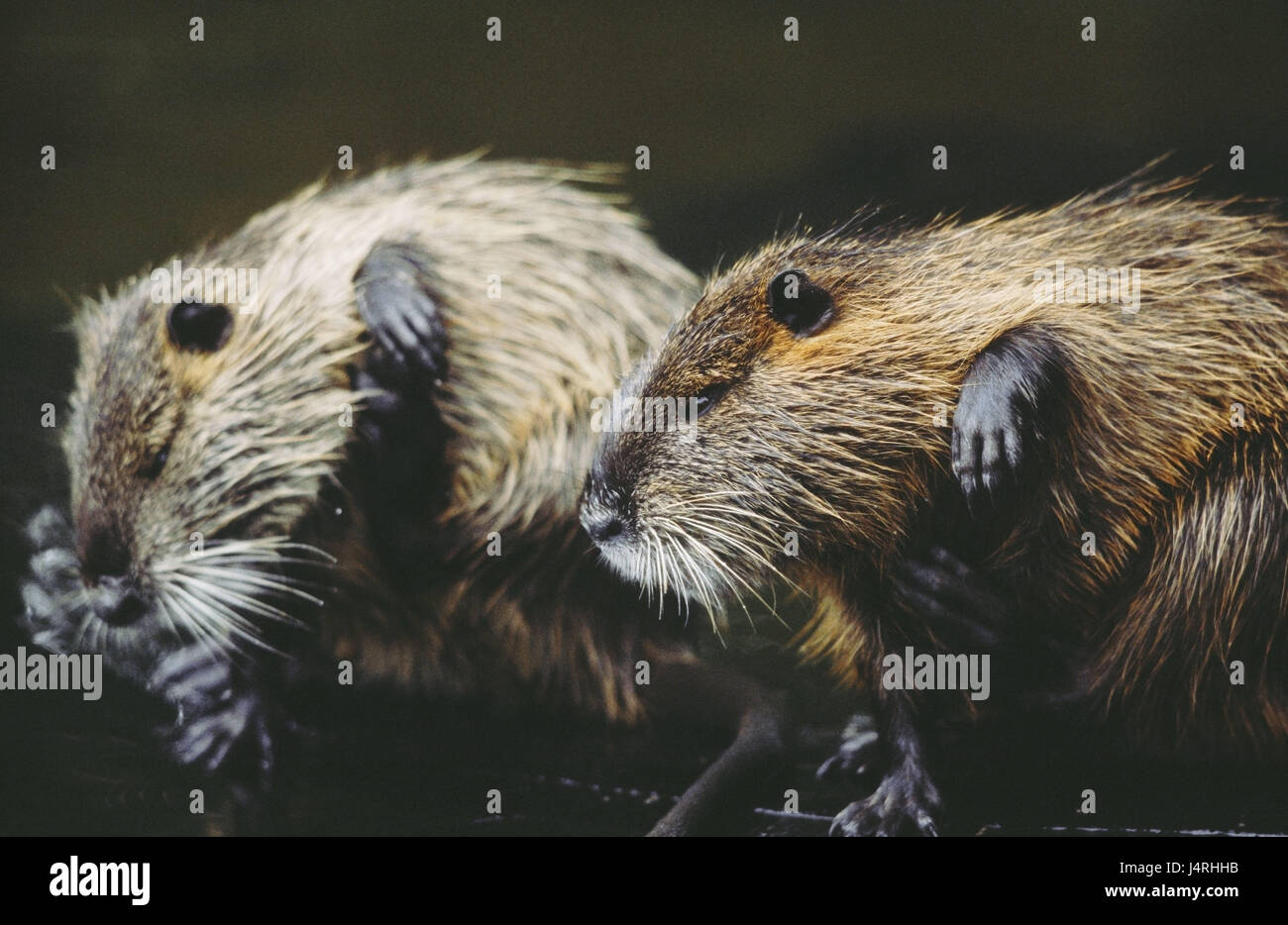 Nutria, beavers, Myocastor coypus, at the side, marsh beavers, tail beavers, tail rat, Coypu, water rat, adult, full-grown, nature, Wildlife, animals, wild animal, mammal, mammal, Mammalia, rodent, Rodentia, beaver, Neozoon, clean, scratch, clean, watchfully, river, sweetly, drolly, tourist attraction, Auswilderung, diurnal, behaviour, prey, fur animal, Peltier's breeding, water, brook, unkemptly, shaggy, itches, fur care, care, Germany, Thuringia, hall field, to hall, Stock Photo