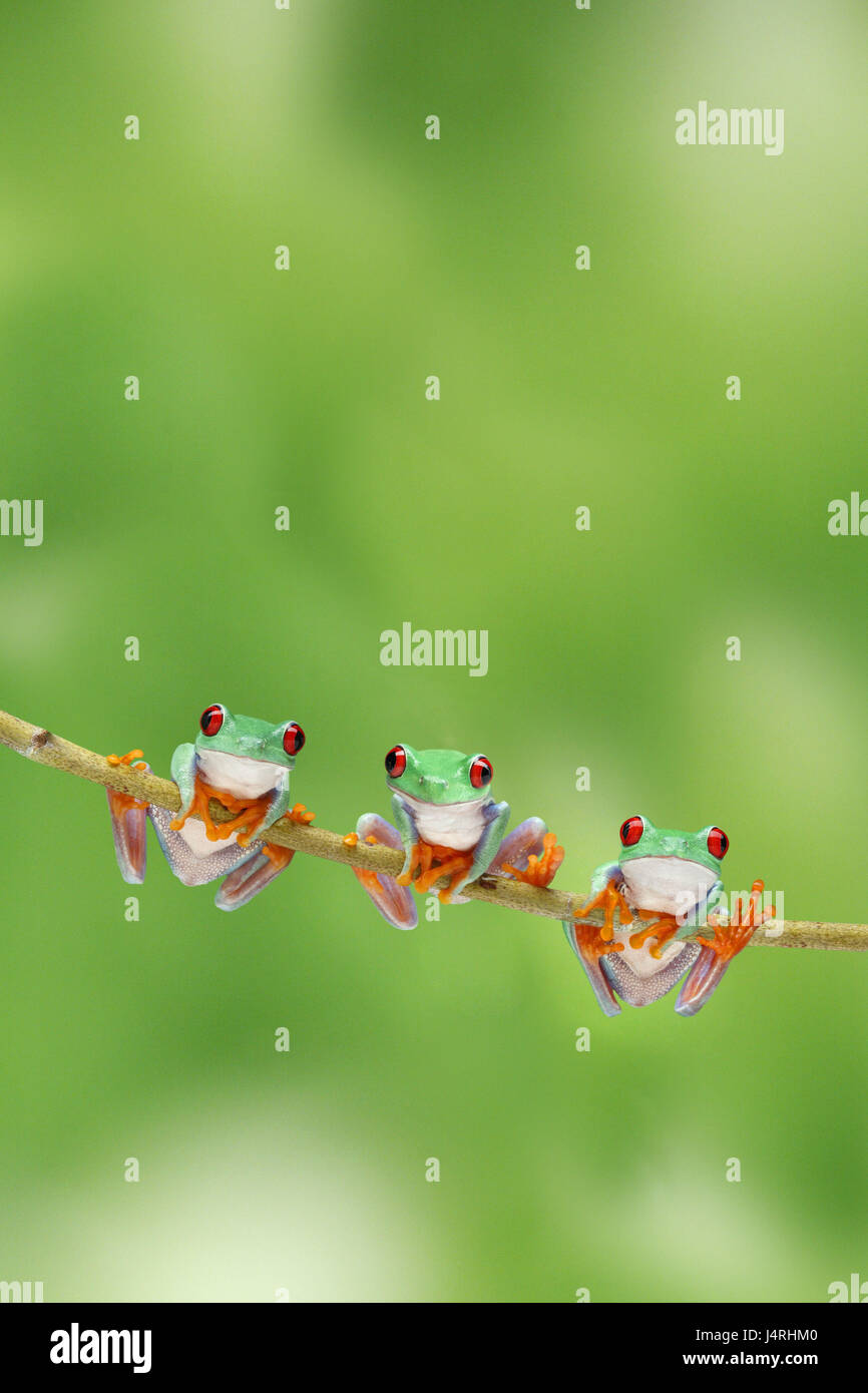Three Eyed Frog