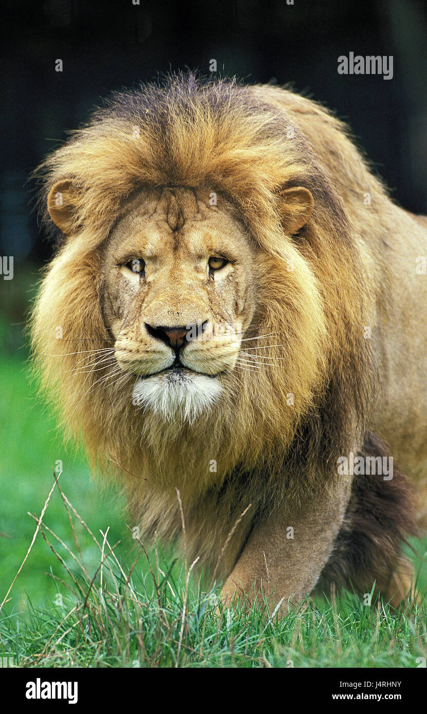 African Lion Panthera Leo Portrait Stock Photo Alamy African Lion Panthera Leo Portrait Stock Photo Alamy