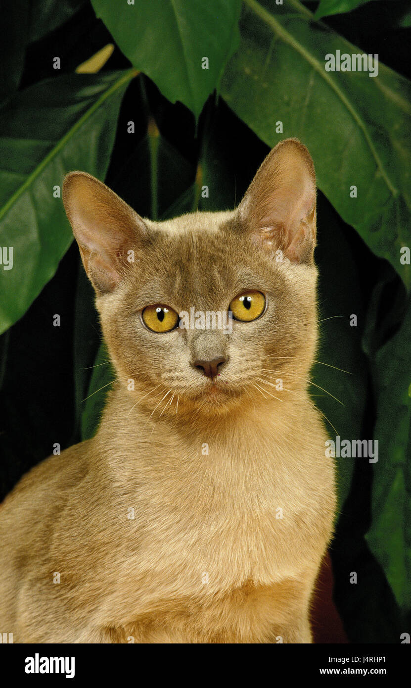 To Burma cat, portrait, plant, Stock Photo