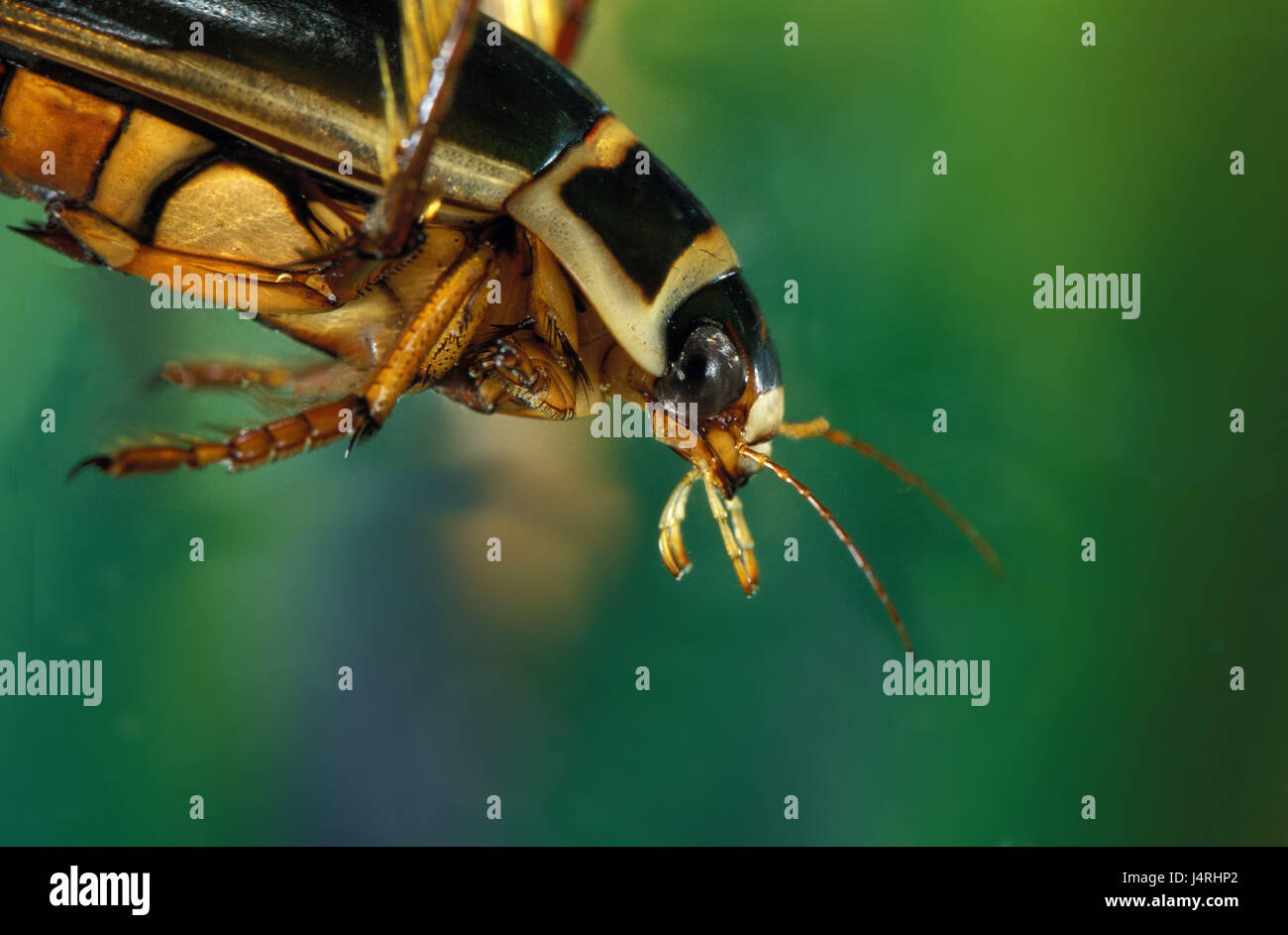 Yellow margin beetle, Dytiscus marginalis, medium close-up, Stock Photo