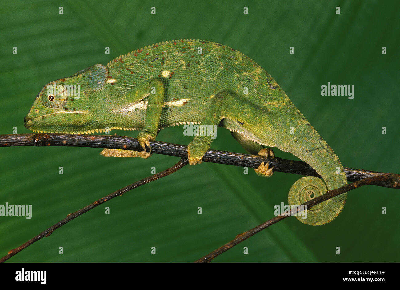 Cloth chameleon, Chamaeleo dilepis, branch, Madagascar, Stock Photo