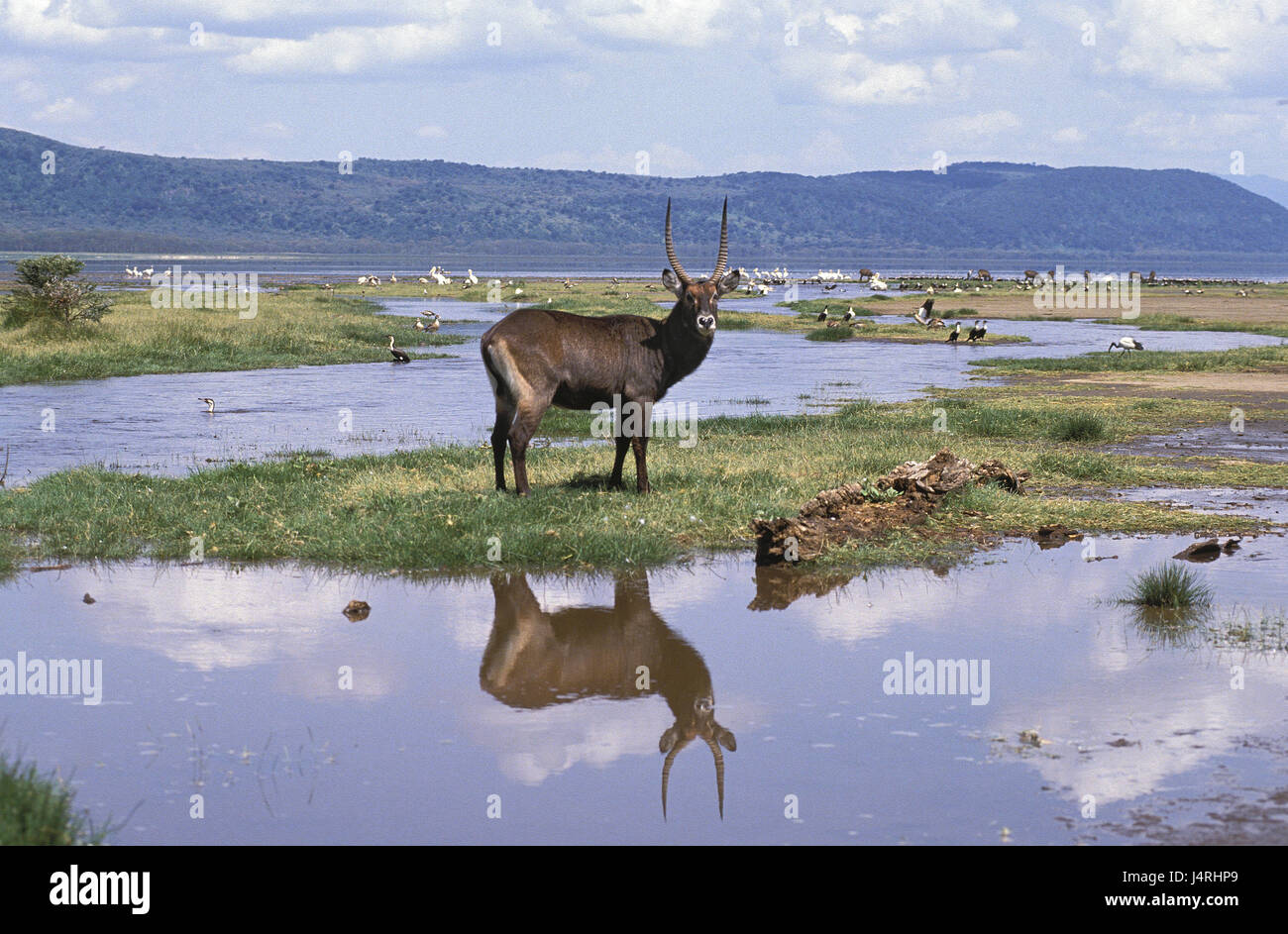 Defassa-water vaulting horse, Kobus ellipsiprymnus defassa, marsh, Kenya, Stock Photo