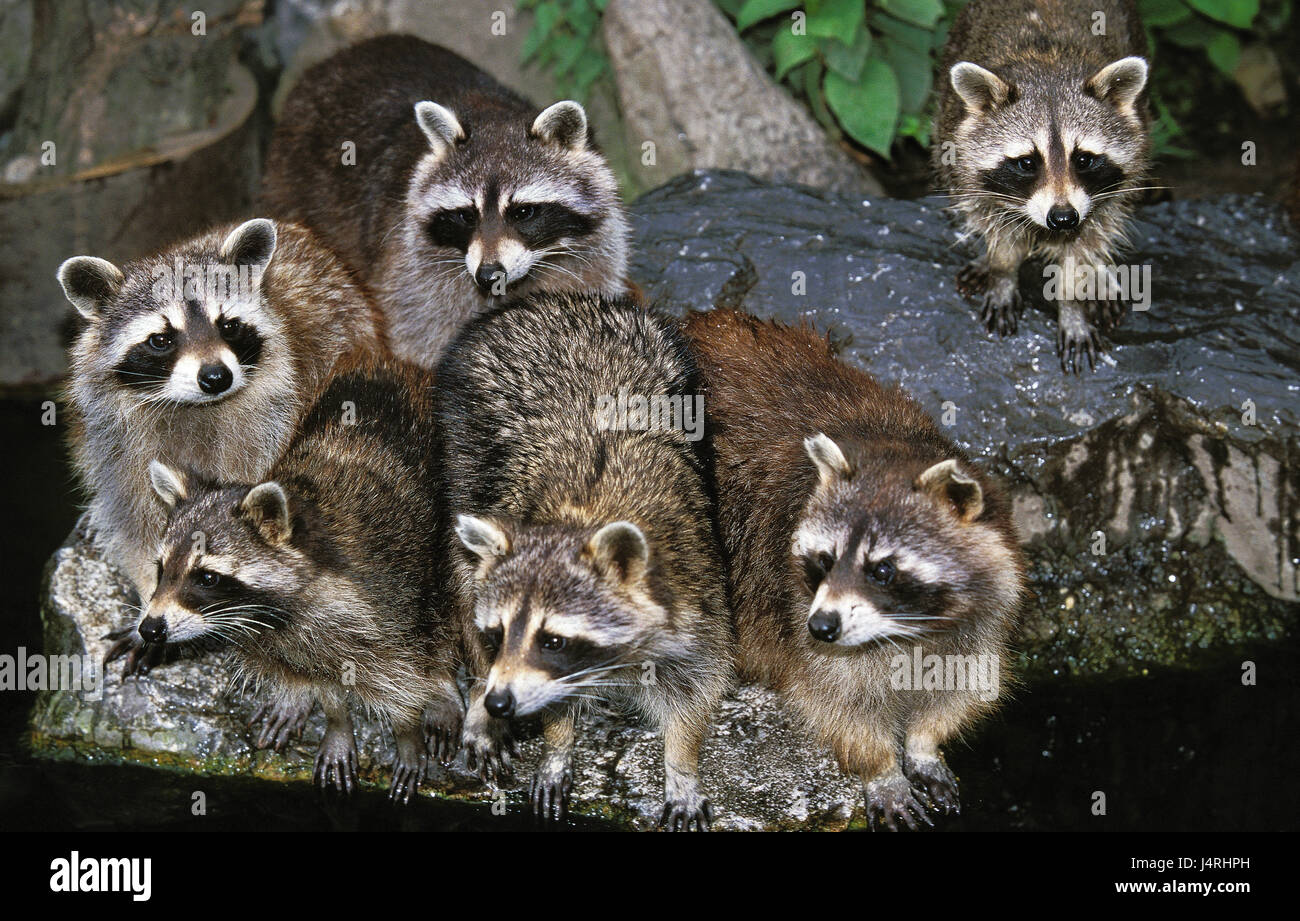 Group of water hires stock photography and images Alamy