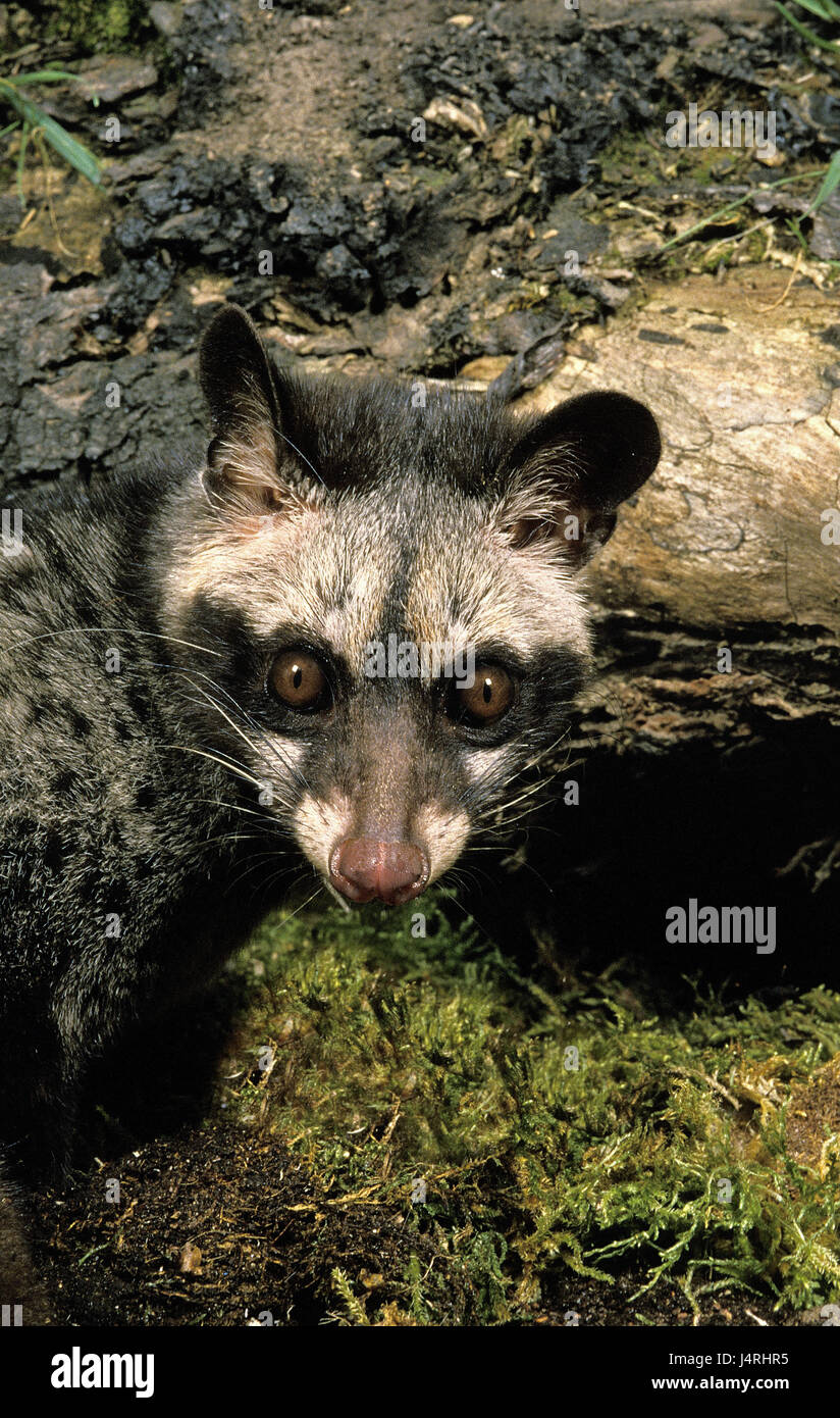 Small blotch broom cat, Genetta genetta, portrait, Stock Photo