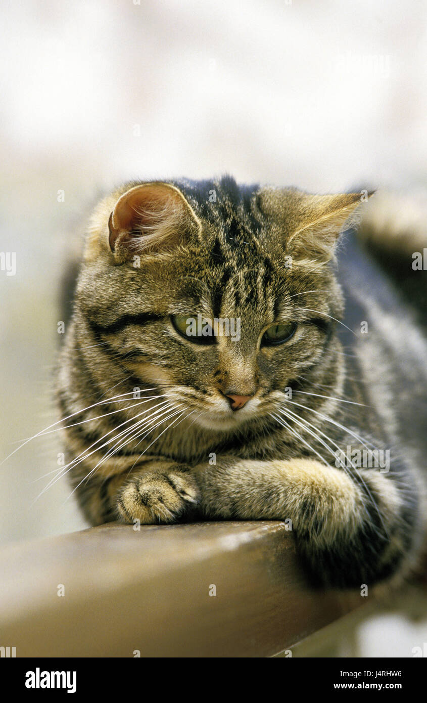 European cat, Braun-striped, balustrade, lie, Stock Photo