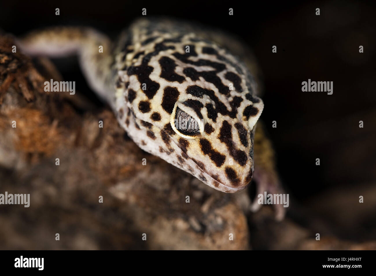 Leopard's gecko, Eublepharis macularius, portrait, Stock Photo