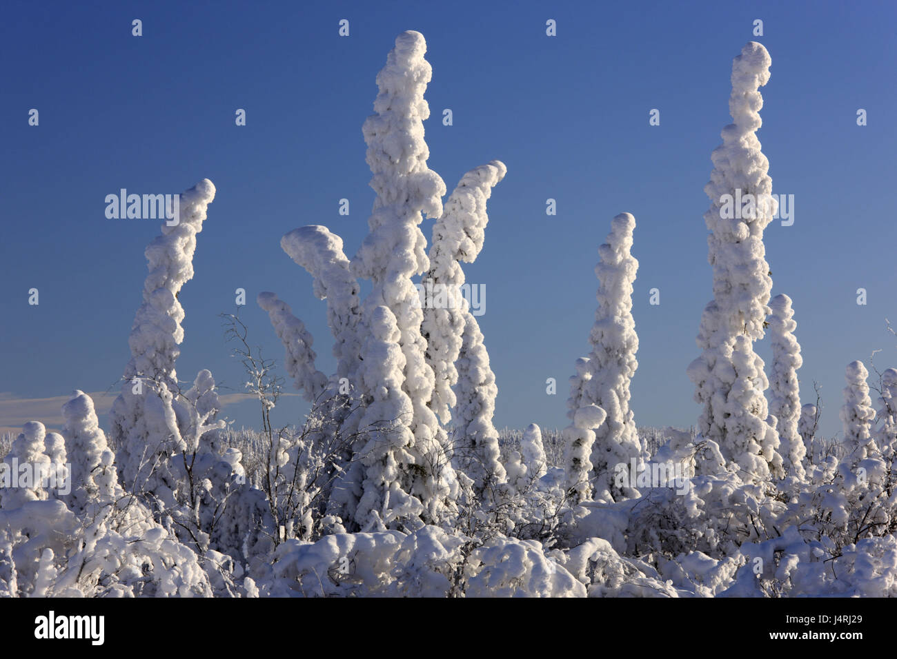 North America, Canada, Yukon territory, Beaver Creek, winter scenery