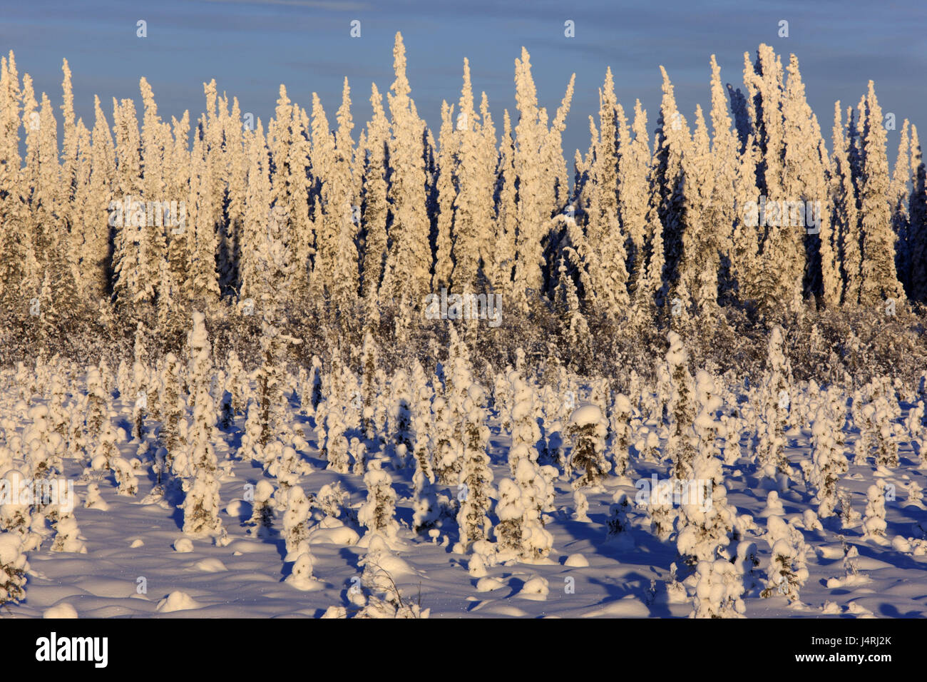 North America, Canada, Yukon territory, Beaver Creek, Alaska highway