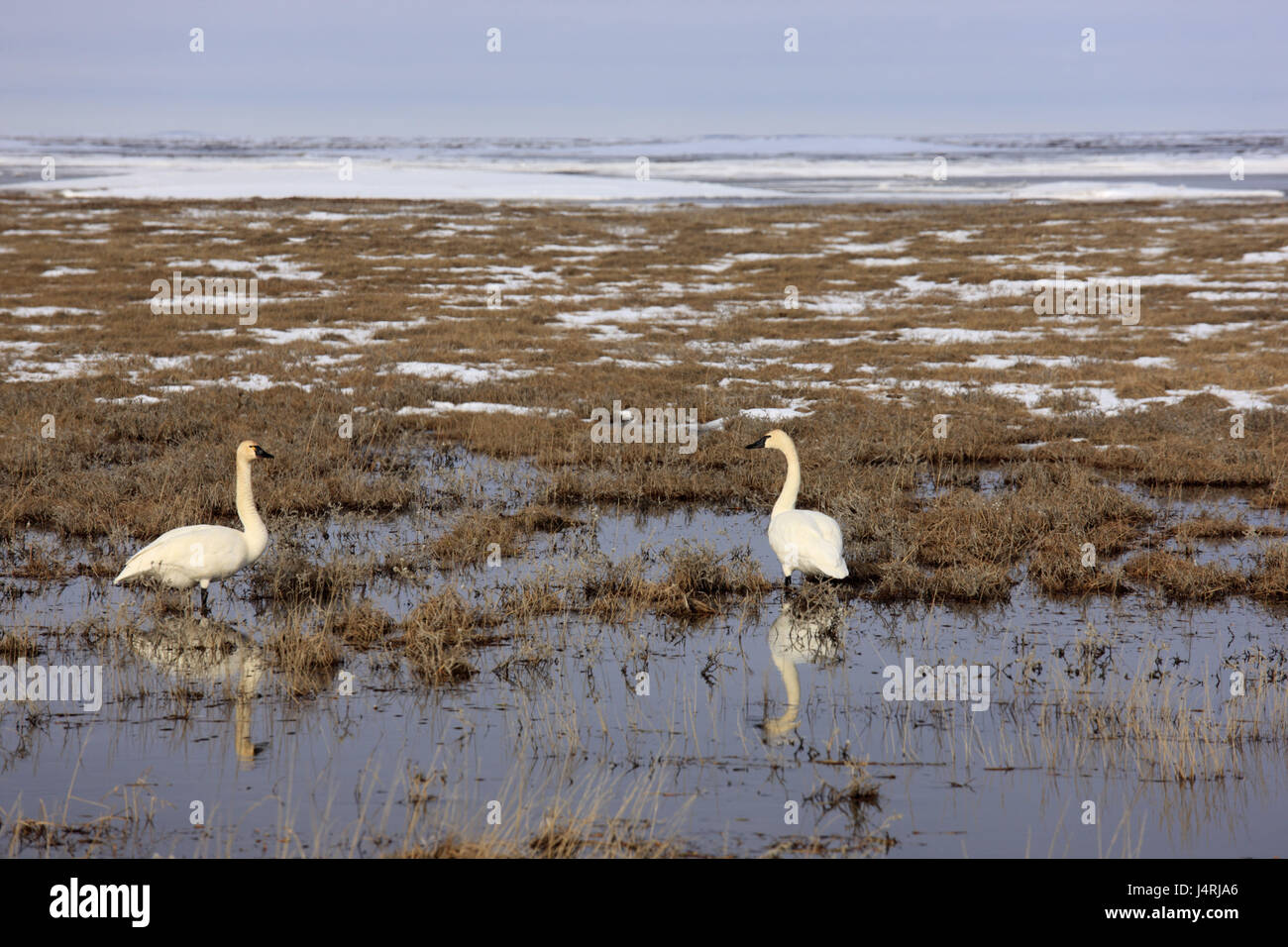 North America, the USA, Alaska, Nordalaska, North Slope, trumpet player