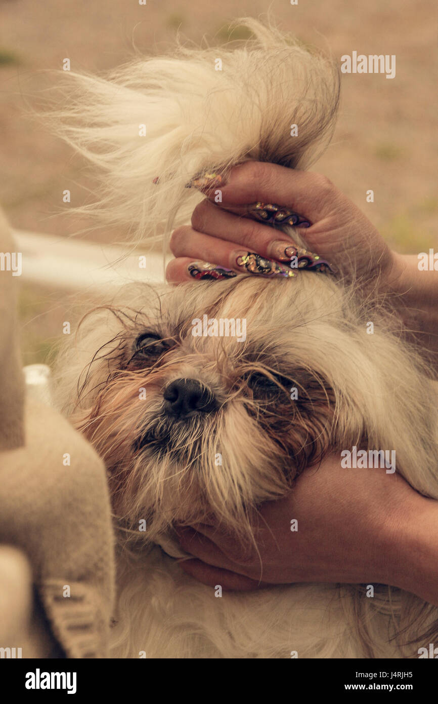 Shitzhu Hand Racket Female hand with manicure and shih tzu dog grooming Stock Photo - Alamy
