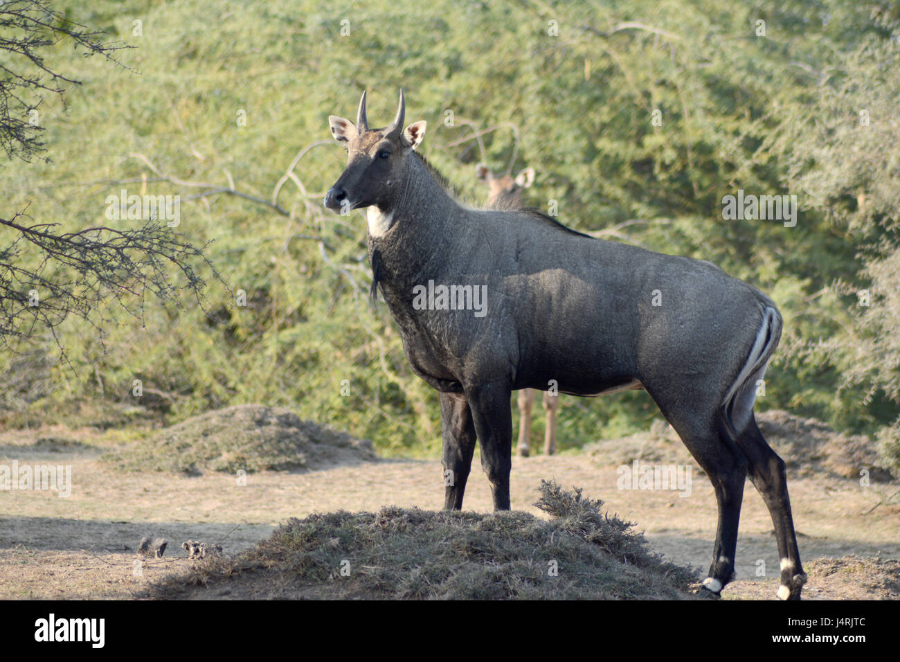 Nilgai - Blue Bull of India Stock Photo - Alamy