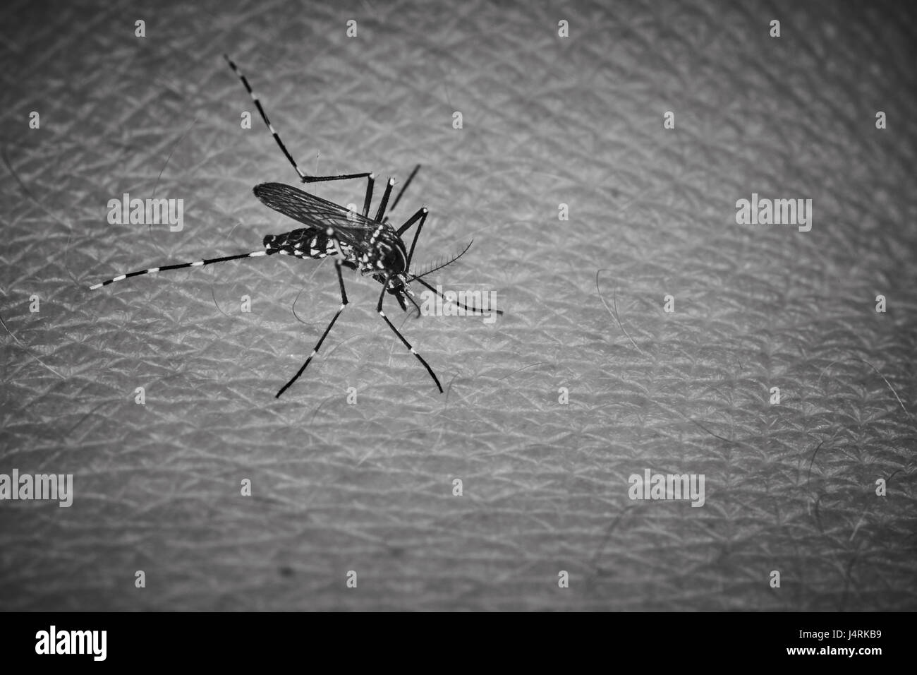 Tiger mosquito sucking blood on human skin Stock Photo