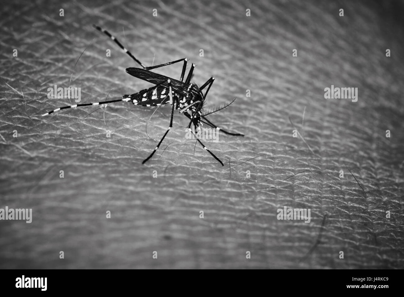 Tiger mosquito sucking blood on human skin Stock Photo