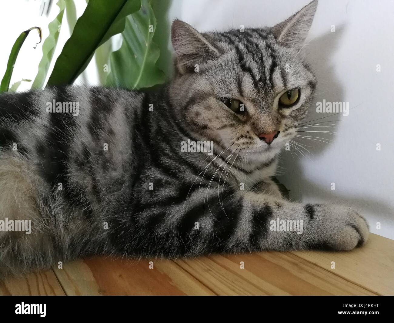 Cute kitten is sleeping on sofa Stock Photo - Alamy