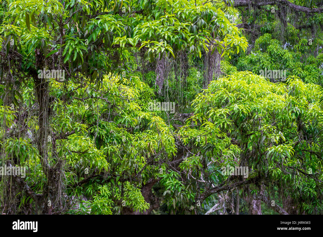 Lush green tropical Brazilian jungle rainforest background Stock Photo