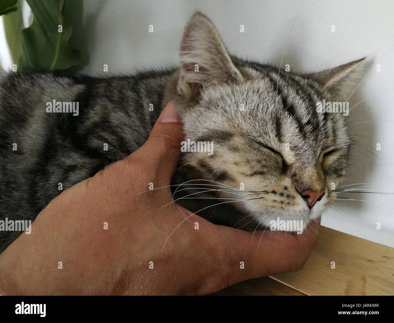 Cute kitten is sleeping on sofa Stock Photo - Alamy