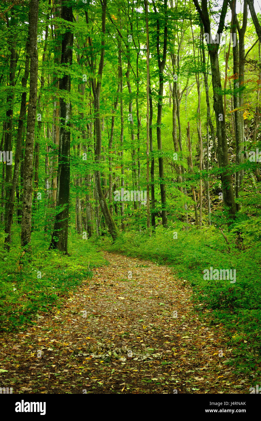 Path in the forest Stock Photo - Alamy