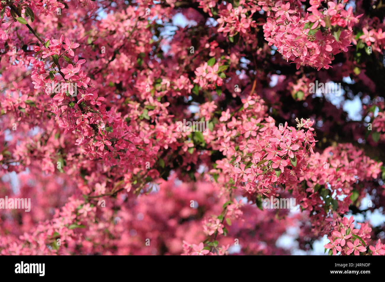 Pink flowers in the Spring Stock Photo - Alamy