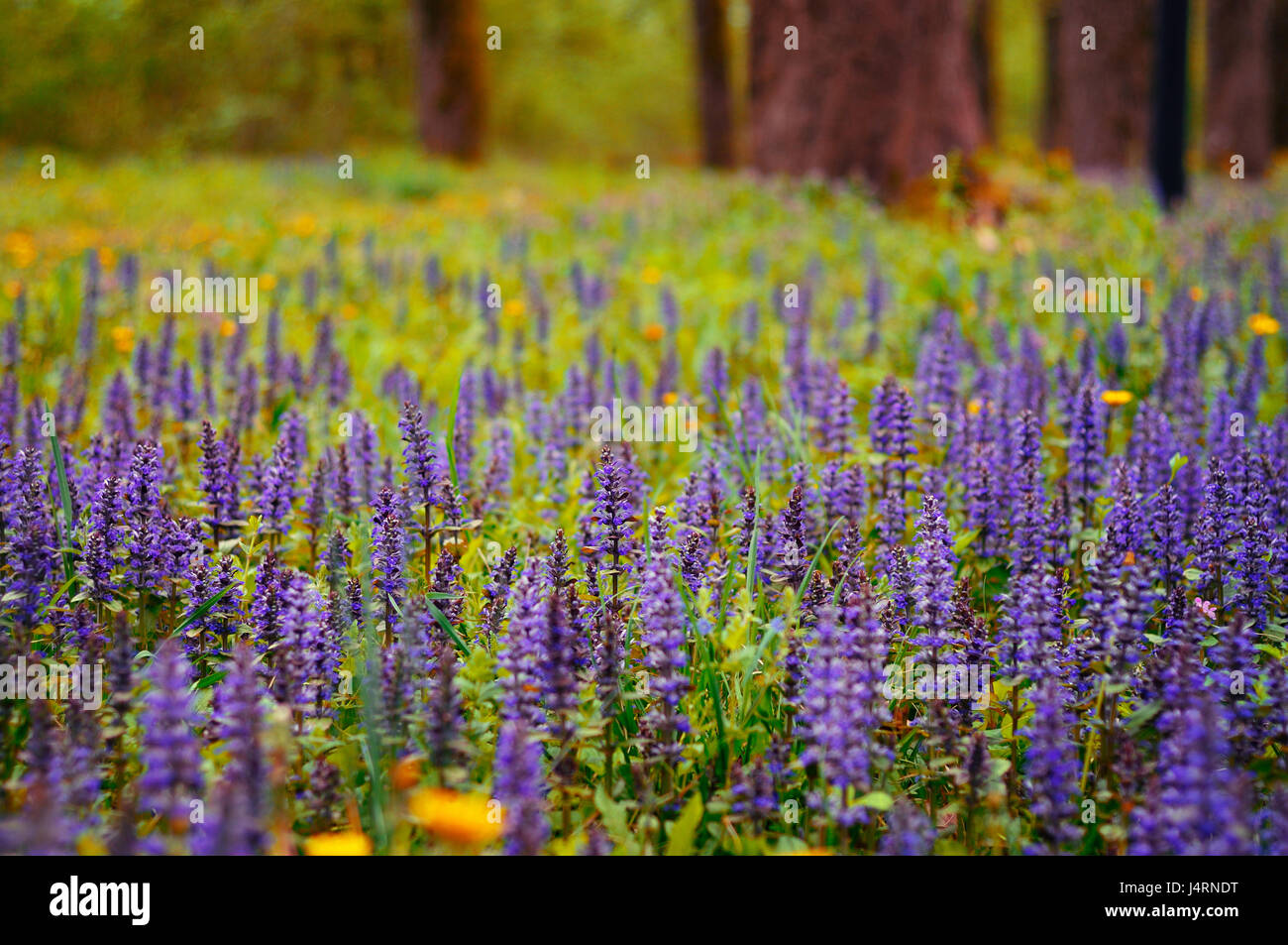 Purple flowers in a green field Stock Photo - Alamy