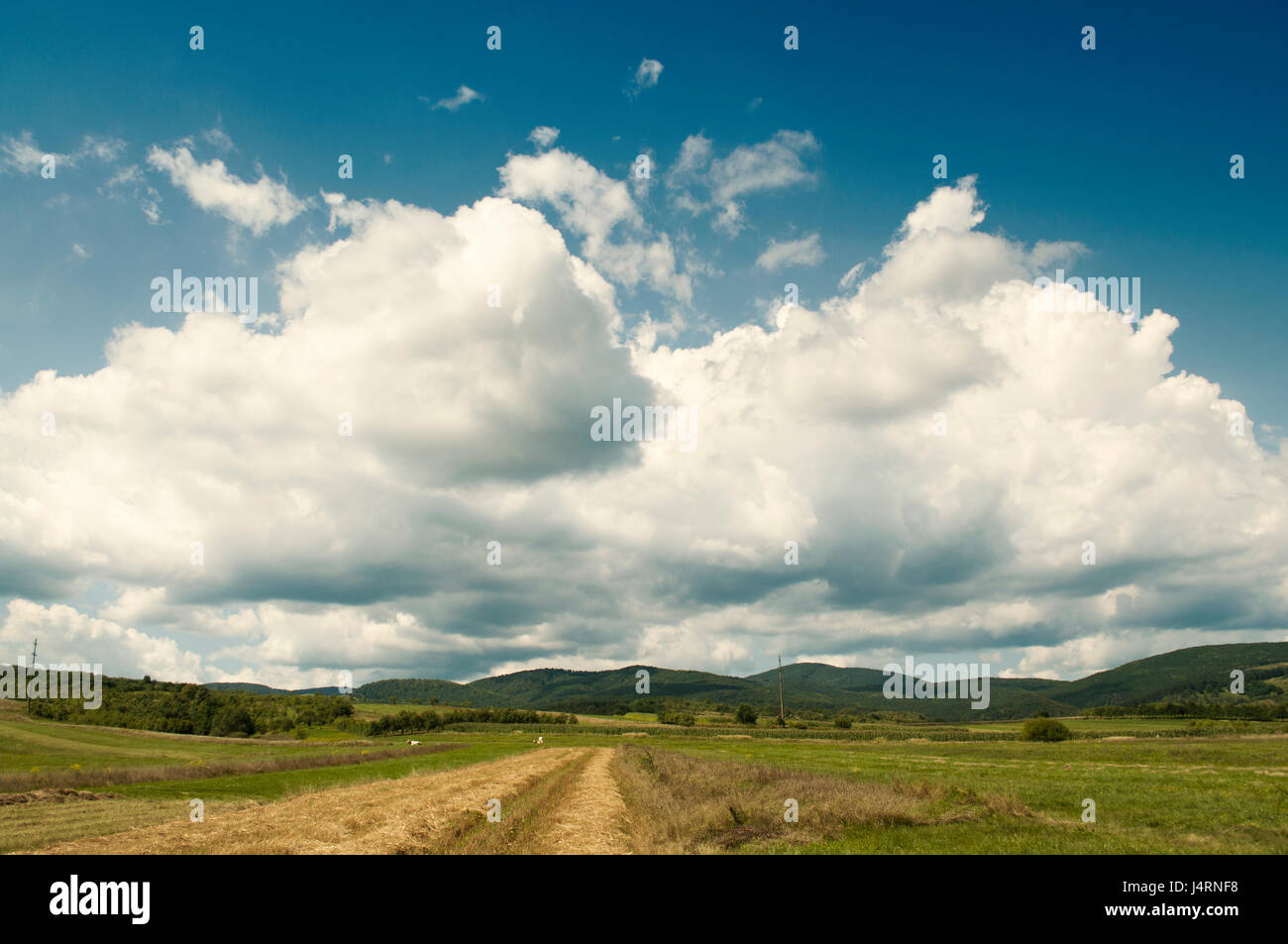 Summer landscape with white fluffy clouds Stock Photo - Alamy
