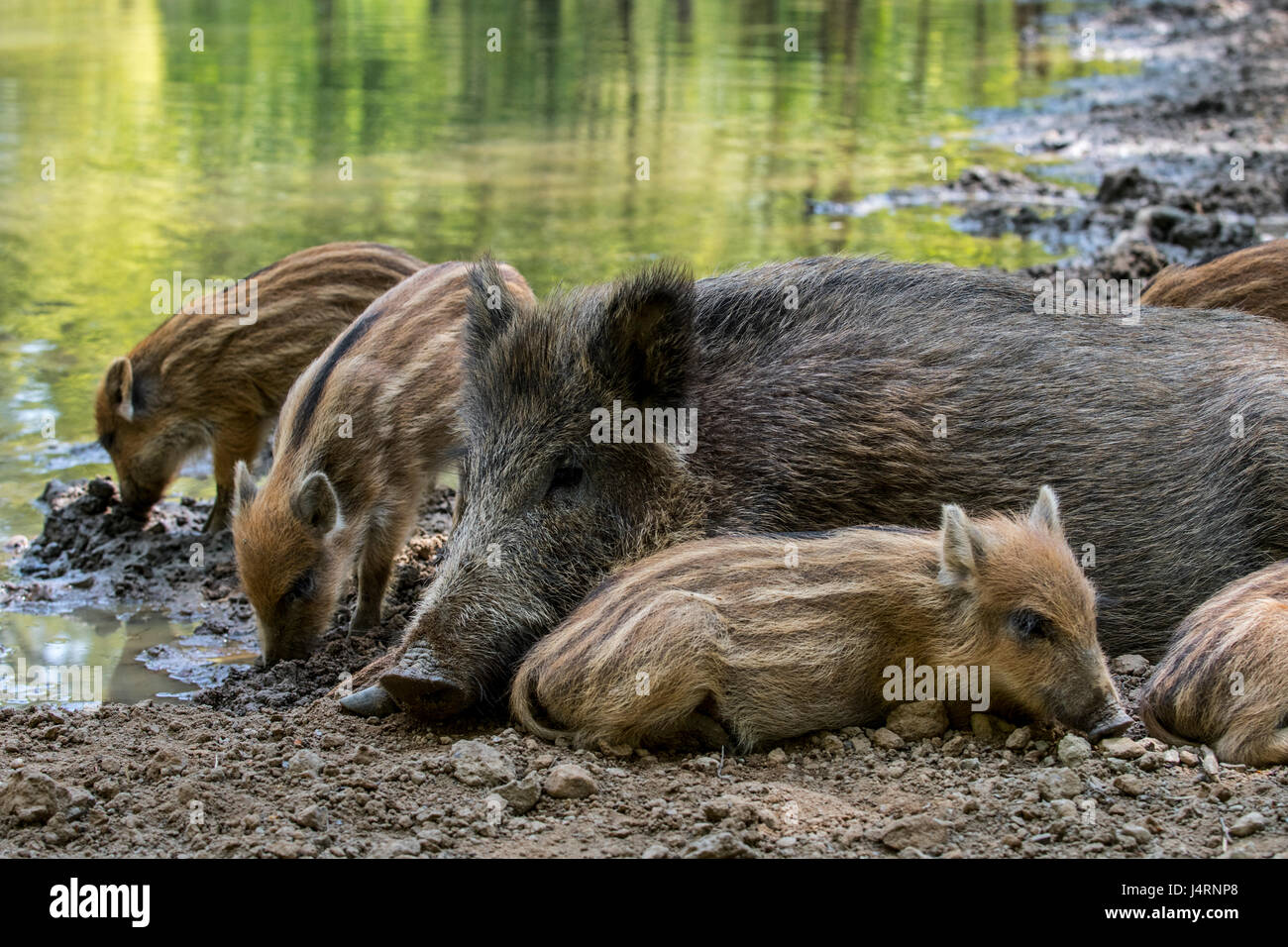 Wild boar (Sus scrofa) sow with piglets sleeping in the mud in spring Stock Photo