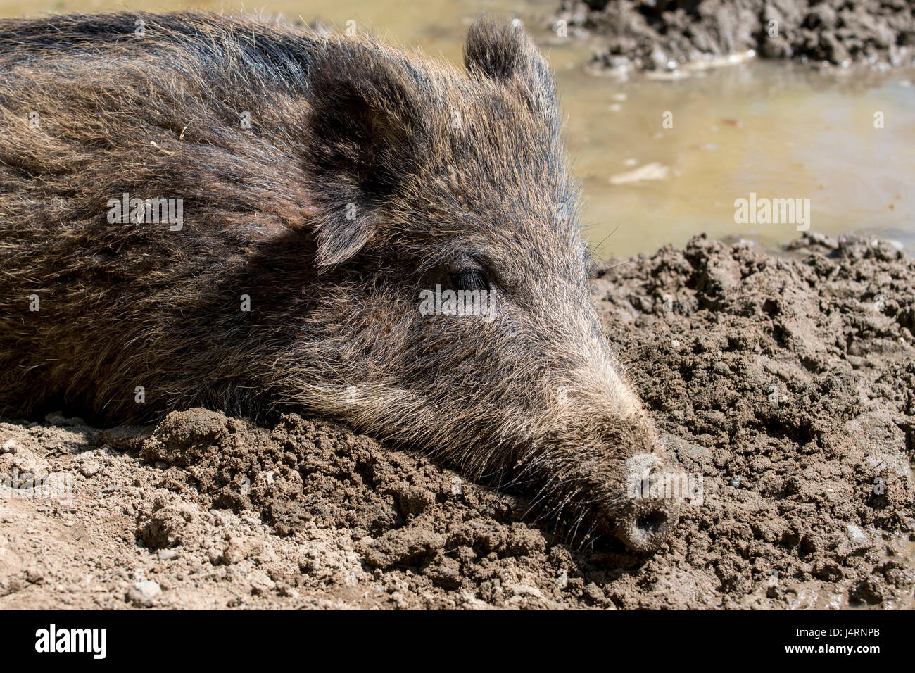 Wild boar (Sus scrofa) sleeping in the mud of quagmire Stock Photo