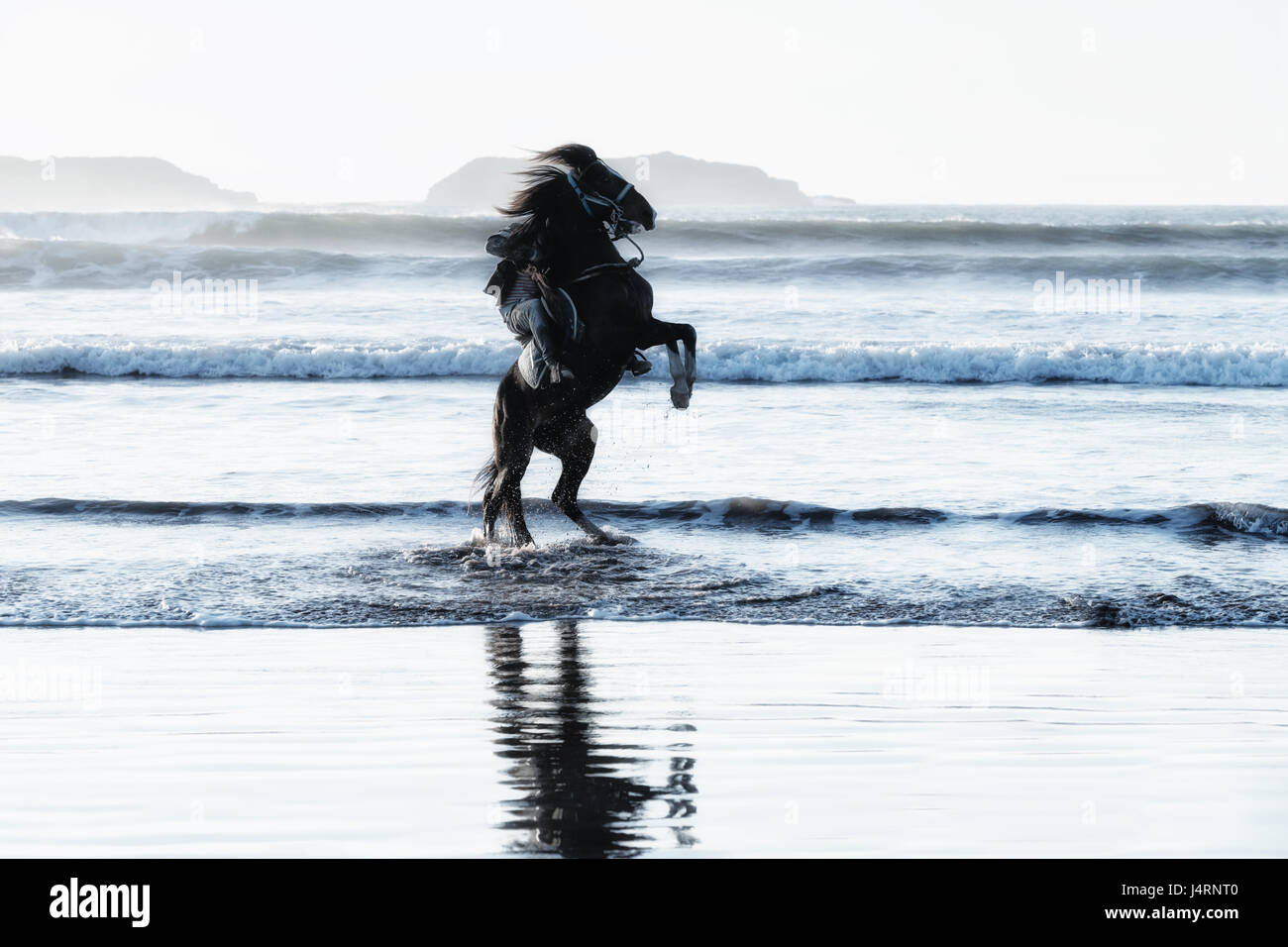 Rearing black horse with rider at the beach. Stock Photo