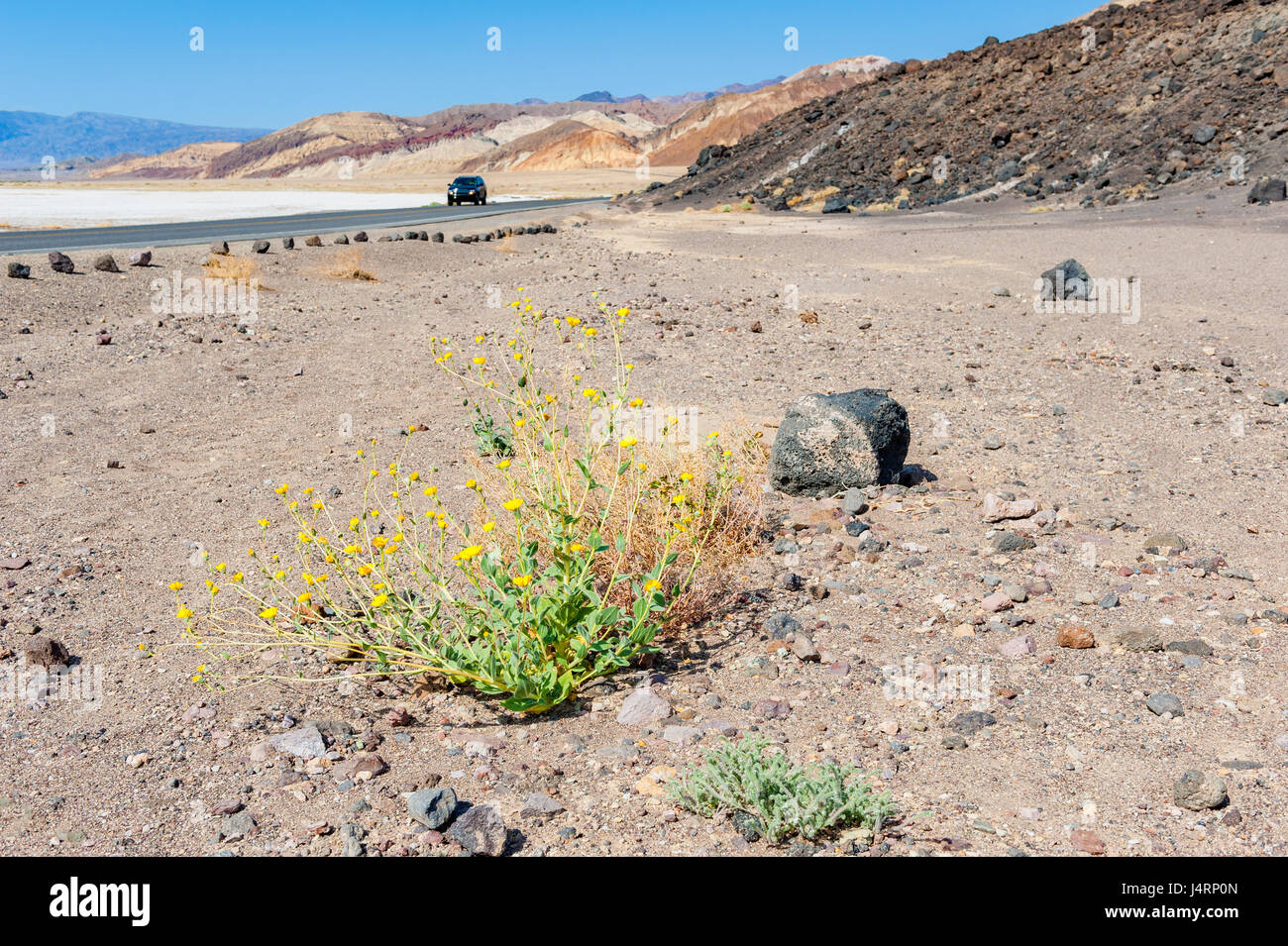 Plants growing in Death Valley National Park, California, USA Stock Photo