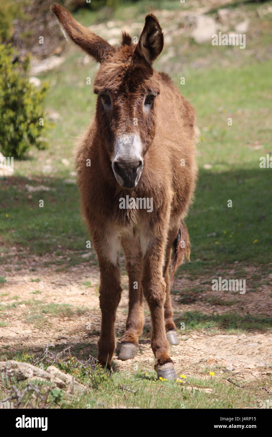 Sad looking Spanish donkey in field with ears cocked Stock Photo Alamy
