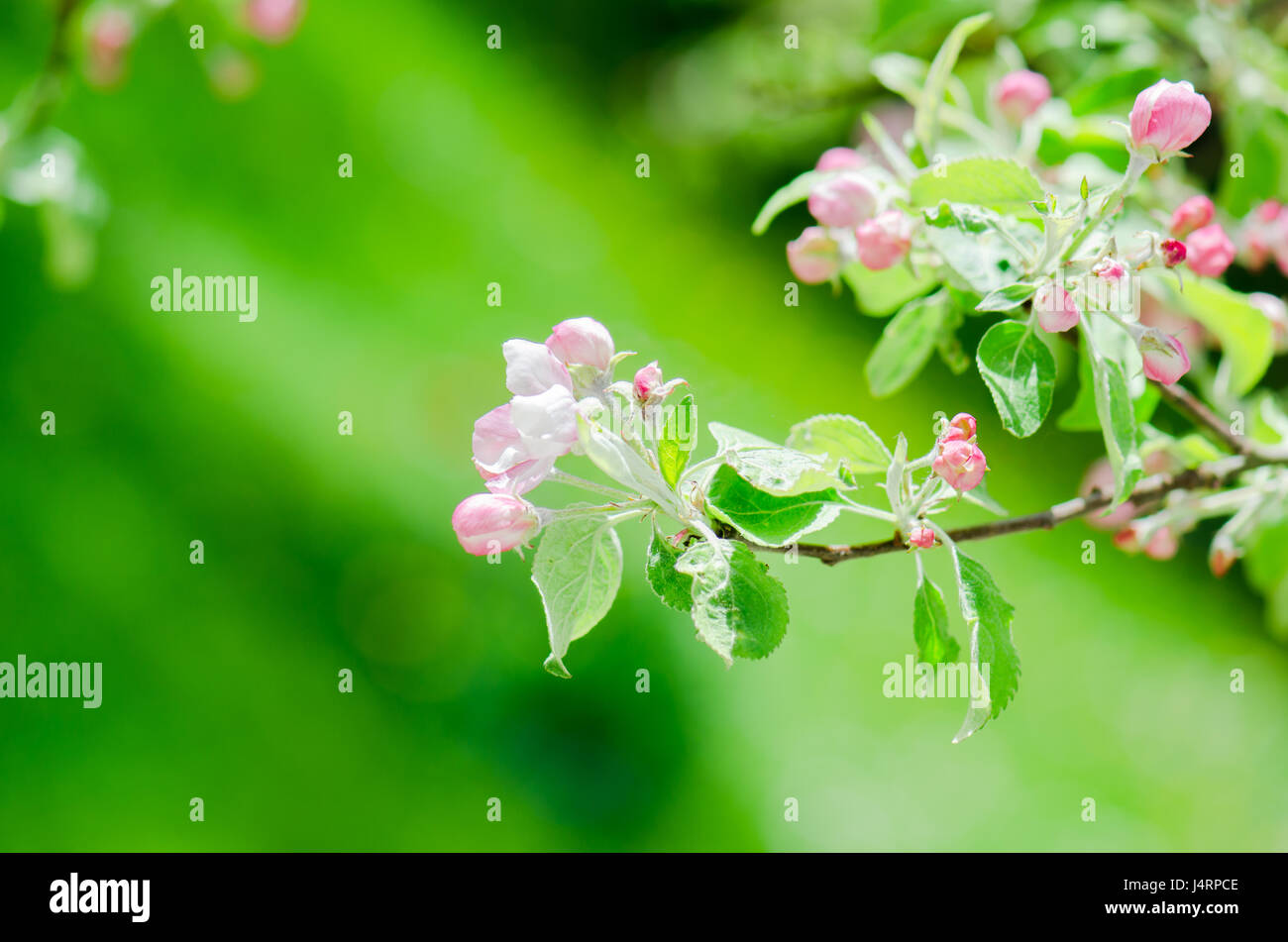 A branch of blossoming Apple trees in springtime, green background ...
