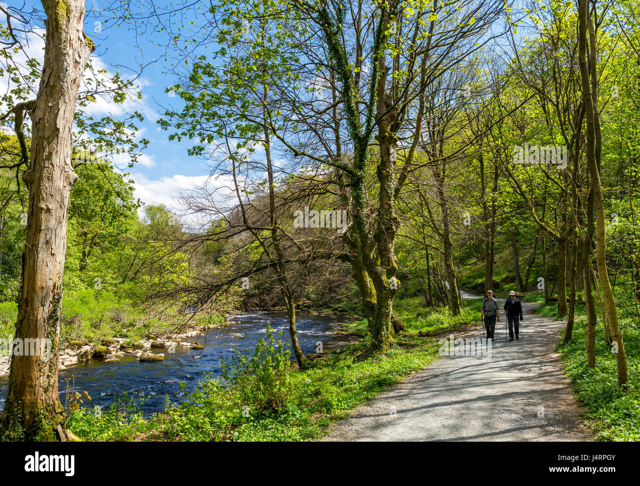 Walkers on Dales Way footpath by River Wharfe, Strid Wood, nr Bolton Abbey, Wharfedale, Yorkshire Dales National Park, North Yorkshire, England, UK Stock Photo