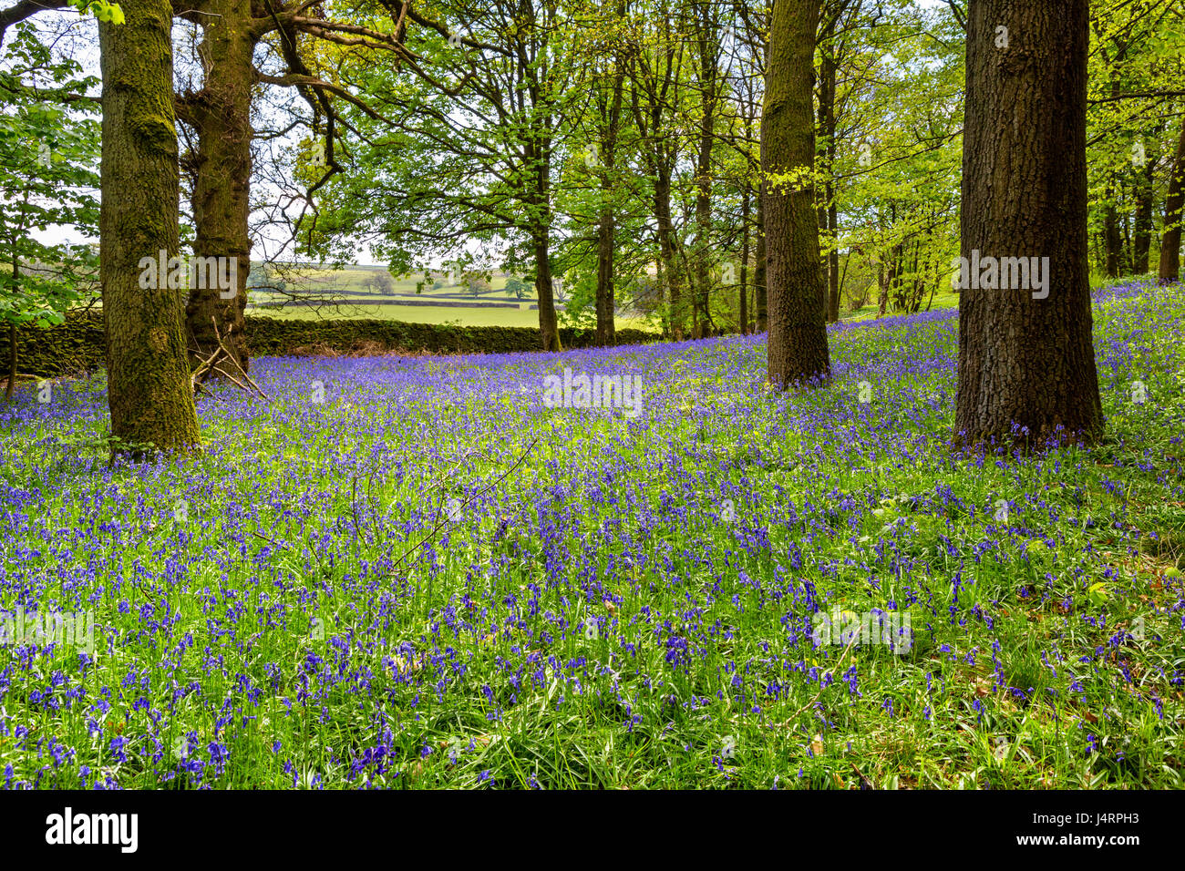 Bluebells in Strid Wood, near Bolton Abbey, Yorkshire Dales National Park, North Yorkshire, England, UK Stock Photo
