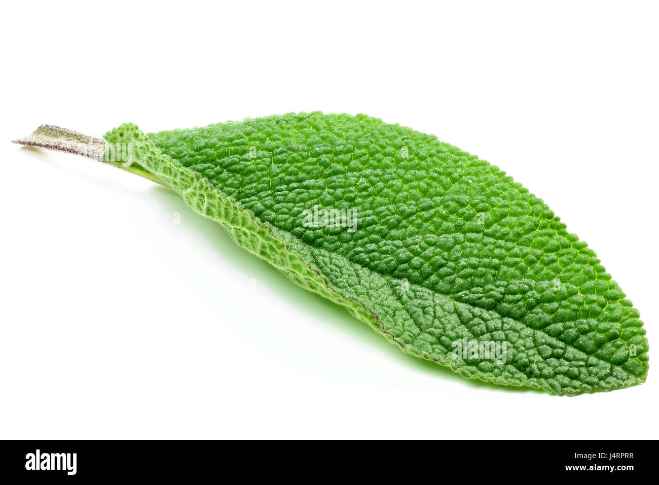 sage leaf isolated on white background Stock Photo