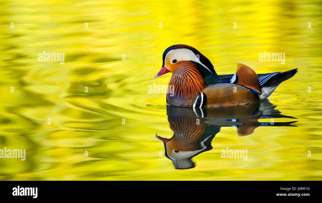 Colored duck floating on lake Stock Photo