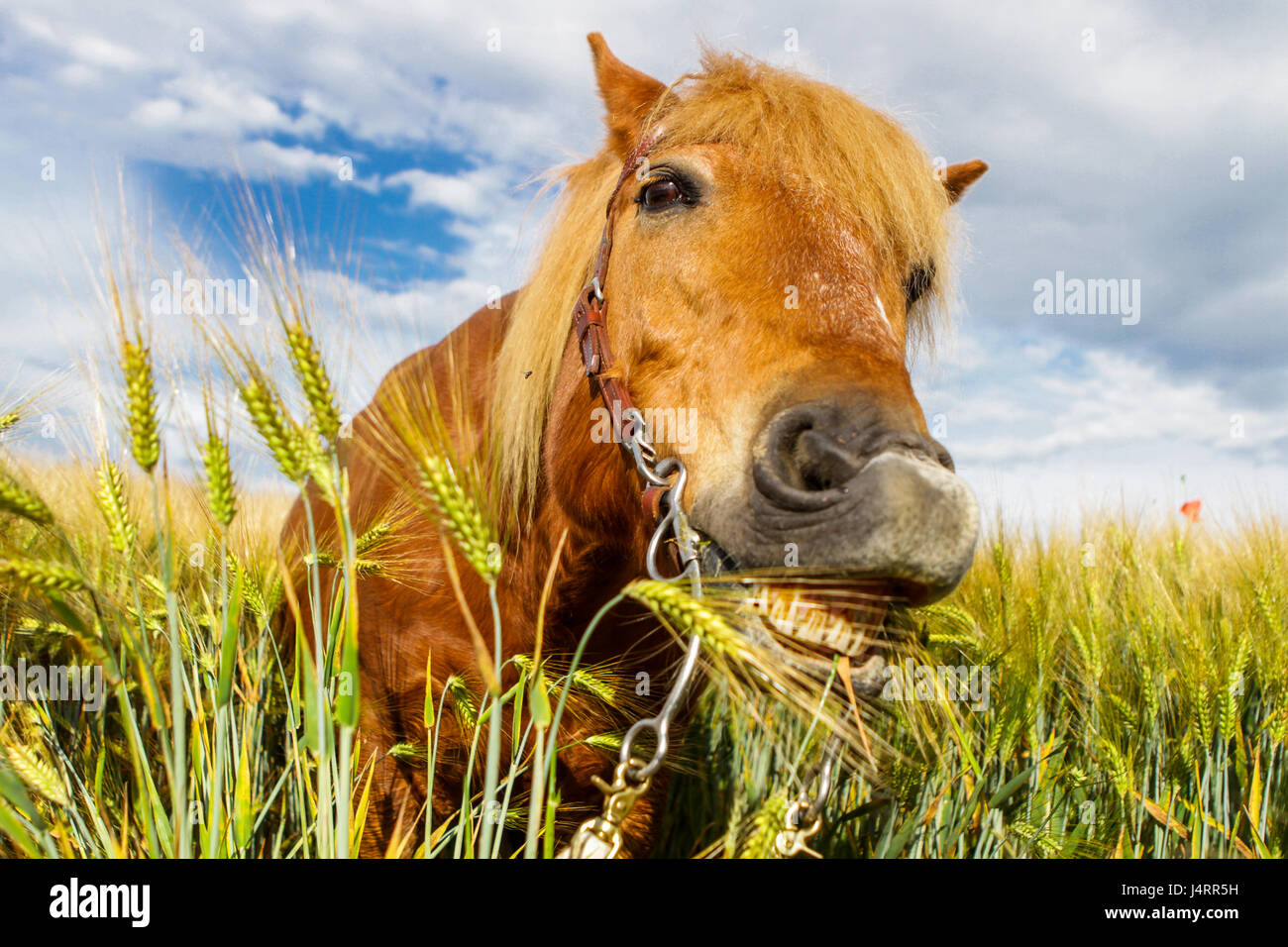 funny horse in a barley field Stock Photo