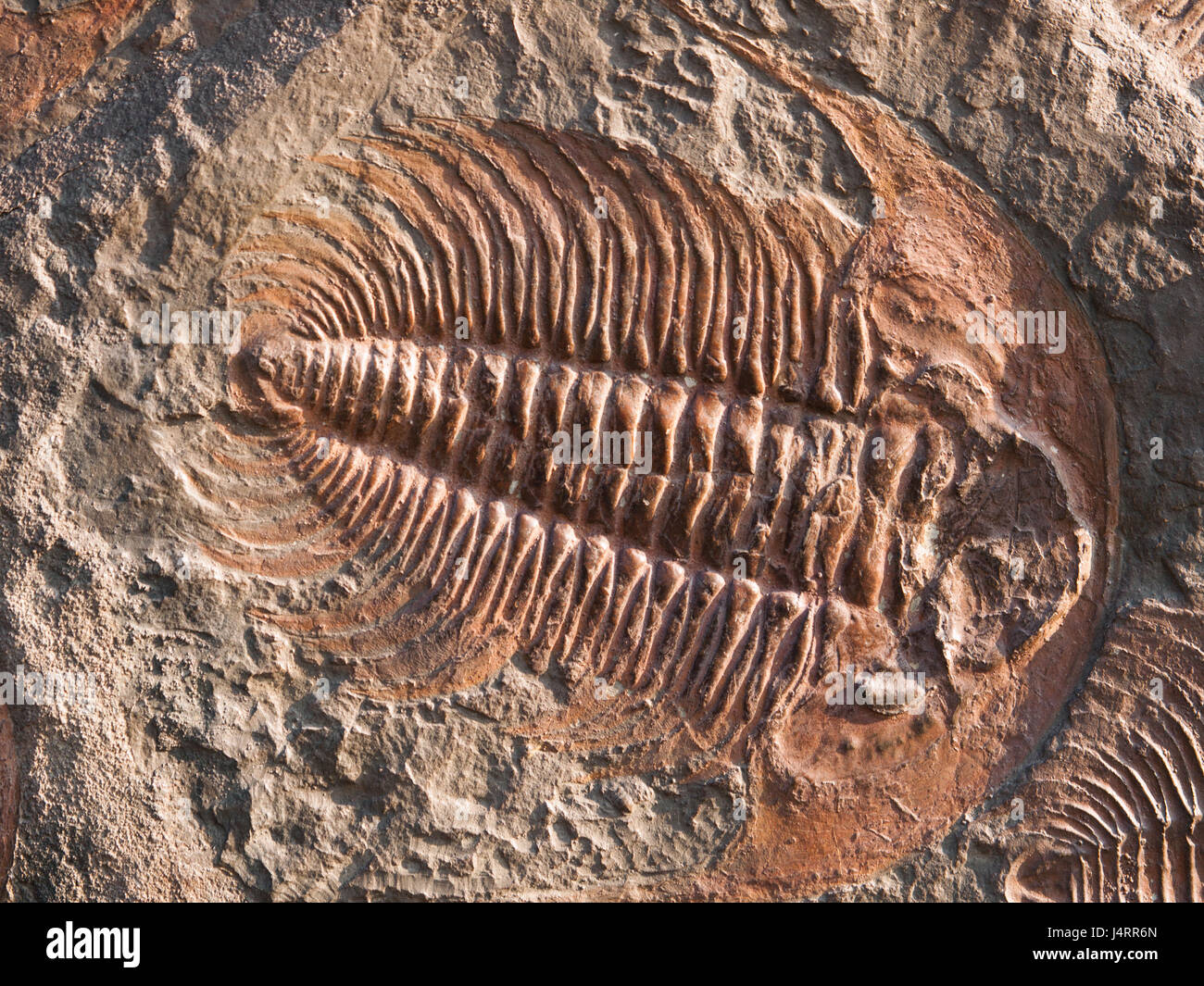 Predatory trilobite Hydrocephalus briareus from cambrian period Stock Photo