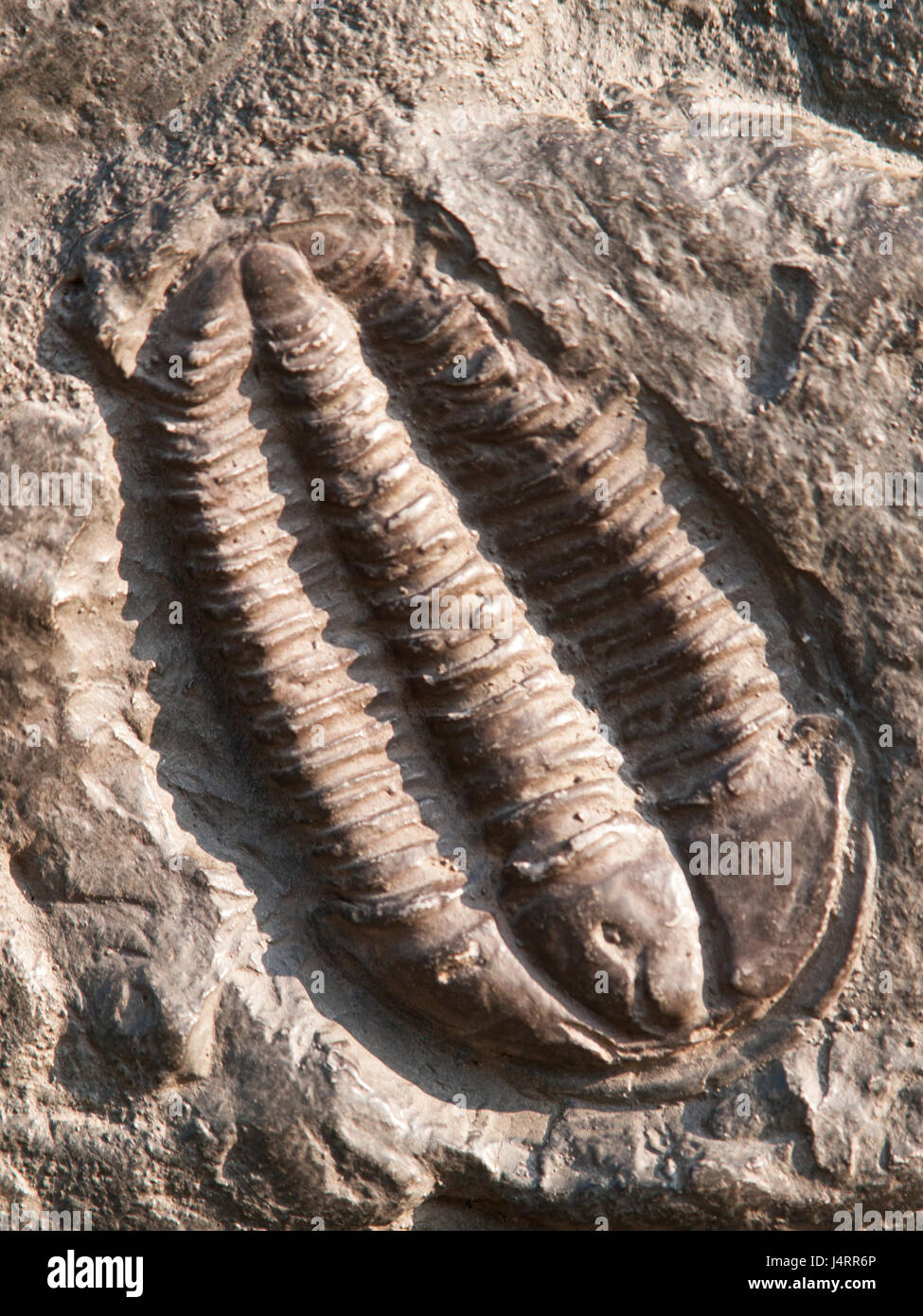 Fossile of ordovician trilobite found in Czech republic Stock Photo