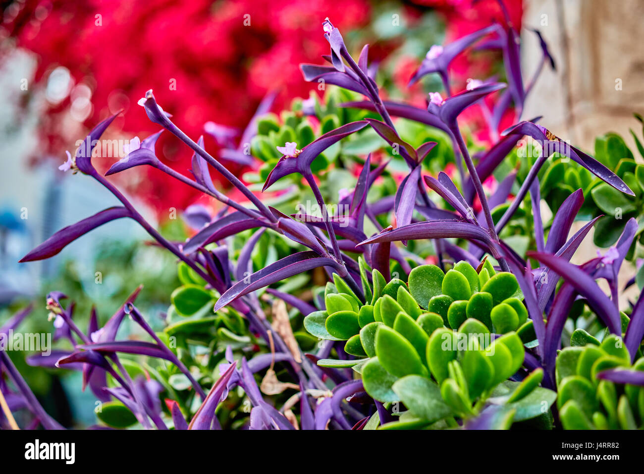 Tropical garden in Israel multicolor macro close up Stock Photo