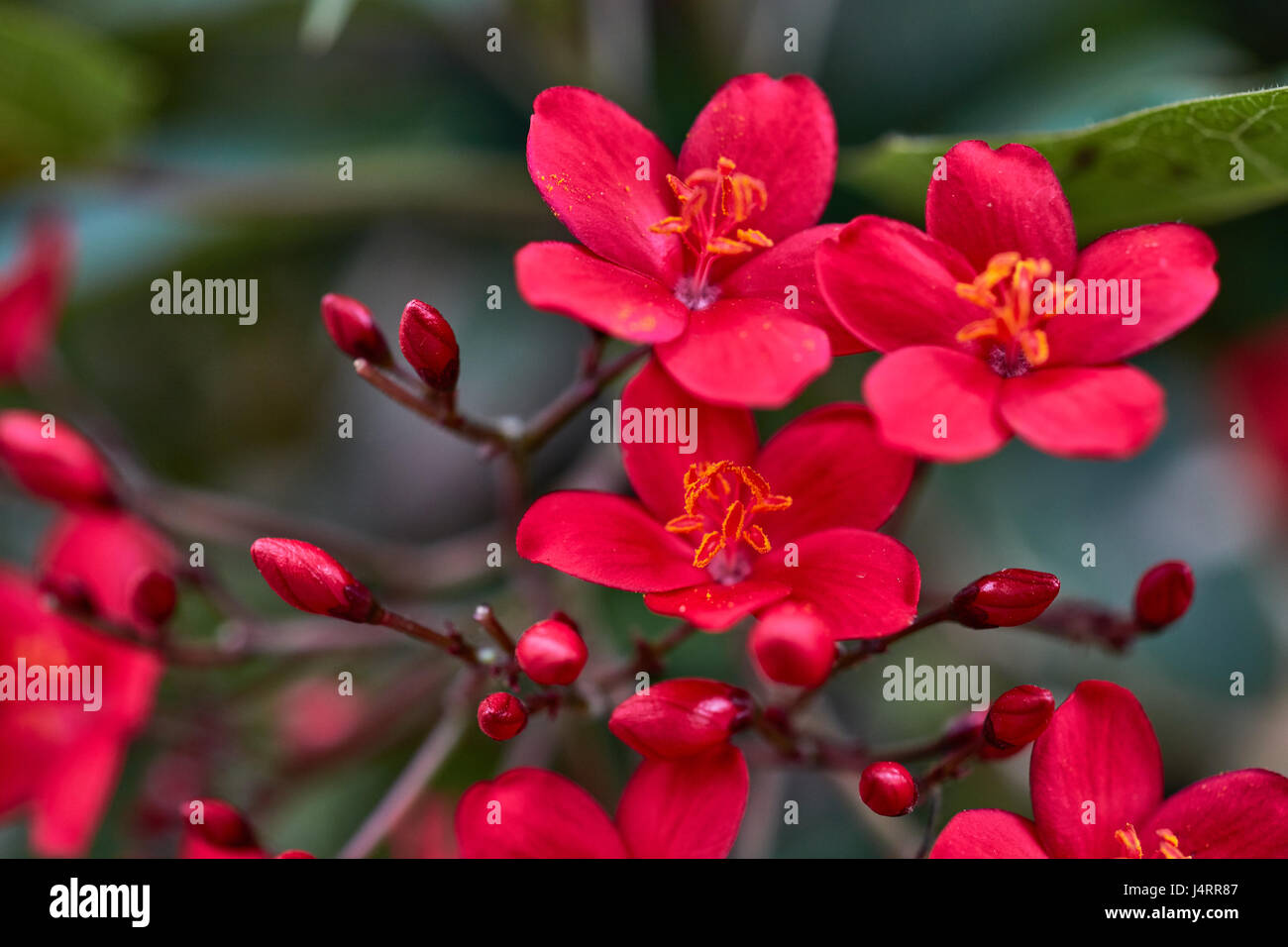 Jatropha colorful flower close up macro photo Stock Photo