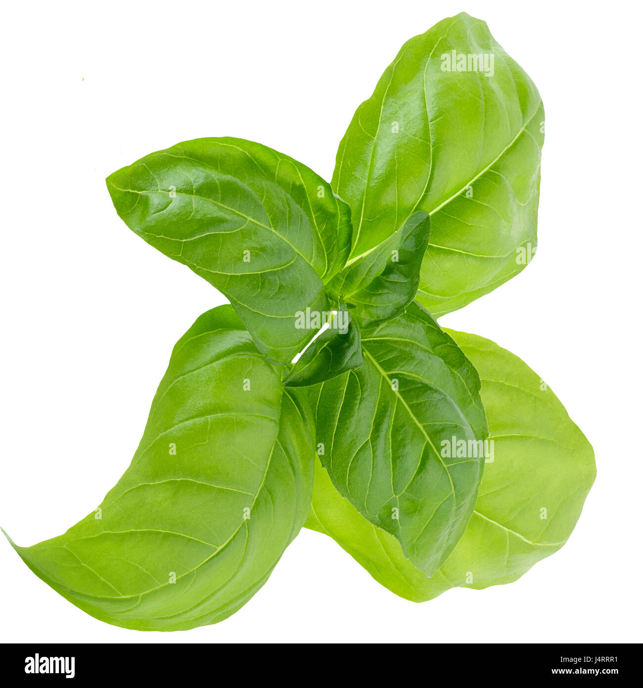 isolated basil on white background Stock Photo - Alamy
